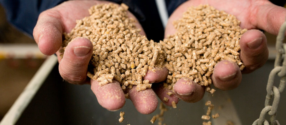 hands full of food pellets